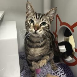 Lost Male Cat last seen Century Park E & Empyrean, Los Angeles, CA 90067