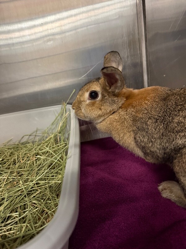 Shelter Stray Female Rabbit last seen Near S 1500 E, Clearfield, UT 84015, USA, 1422 E 600 N, Fruit Heights, UT 84037, USA