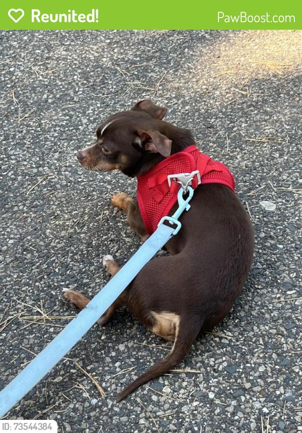 Reunited Male Dog last seen Saint Paul, MN 55103 near Topping and Como Ave, Saint Paul, MN 55103