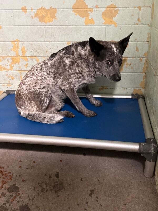 Shelter Stray Male Dog last seen Near CA-120, Escalon, CA 95320, USA, 1575 S Lincoln St, Stockton, CA 95206, USA