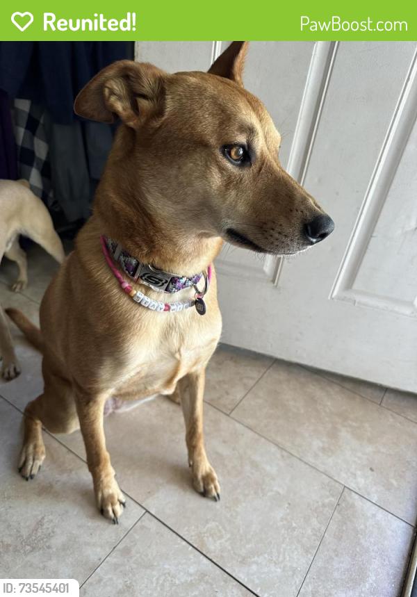Reunited Female Dog last seen Victoria Ave, 14th street, Riverside, CA 92507