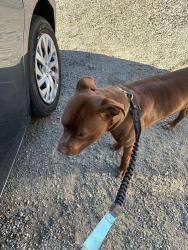 Found/Stray Male Dog last seen Park Ave S 119 th St, Tacoma, WA 98444