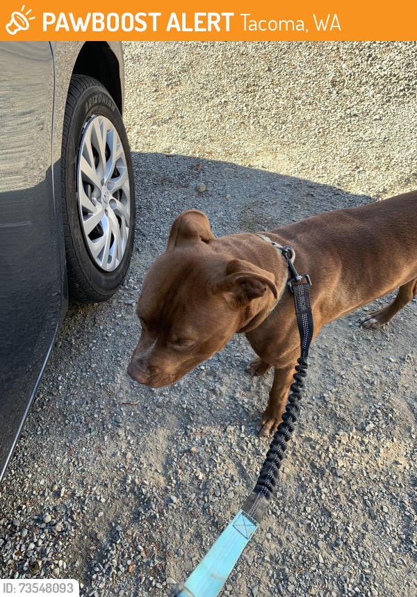 Found/Stray Male Dog last seen Park Ave S 119 th St, Tacoma, WA 98444