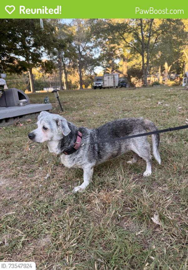 Reunited Female Dog last seen Morrison Camp Ground, Rome, GA 30161