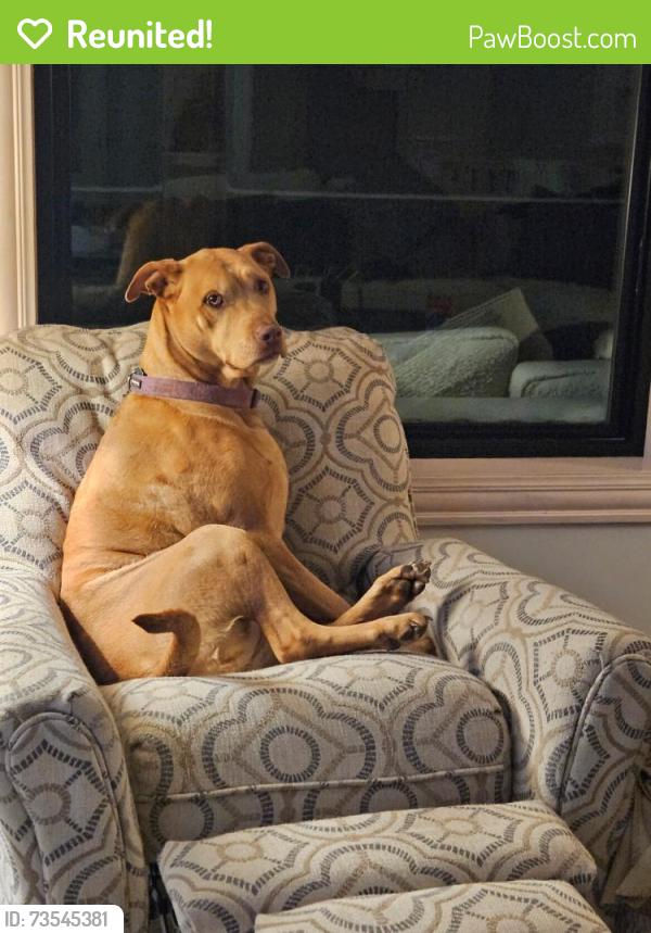 Reunited Female Dog last seen 43rd N / 247th West Andale, Andale, KS 67001