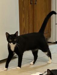 Reunited Female Cat last seen Cinco bayou on cove dr, behind the dollar tree/arbys plaza., Fort Walton Beach, FL 32547