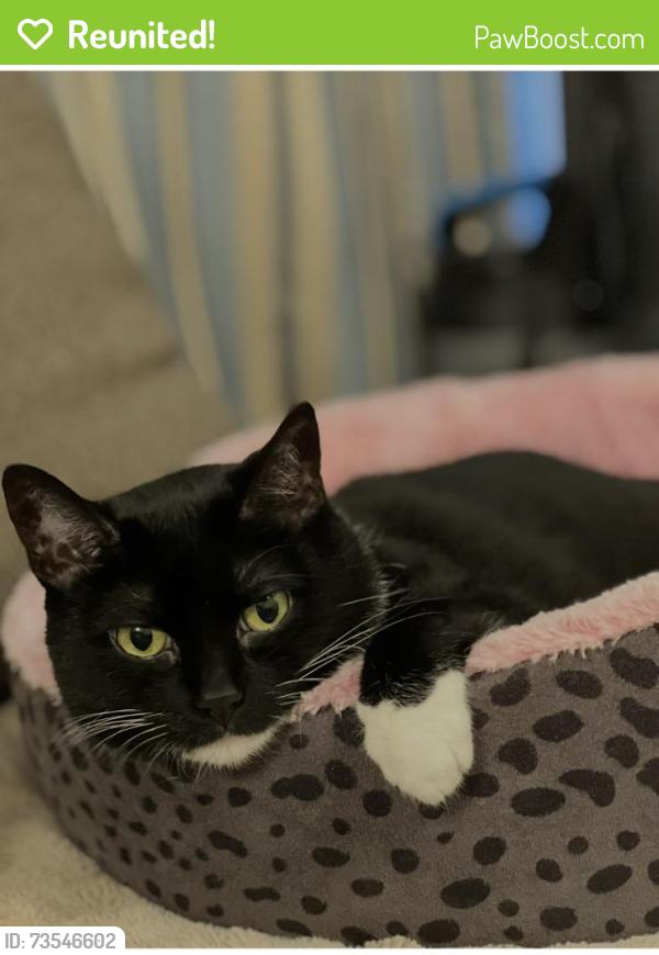 Reunited Female Cat last seen 87th Street / University, Naperville, IL 60565