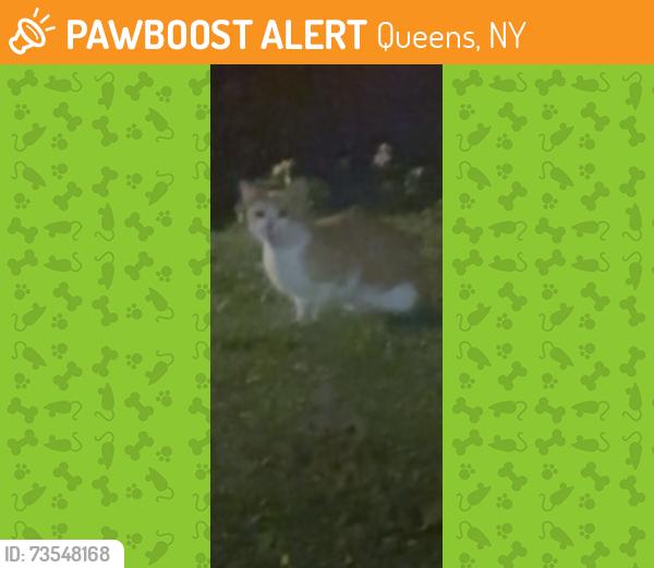 Found/Stray Unknown Cat last seen Across the street from My Neighbors Grocery Store Deli, Queens, NY 11101
