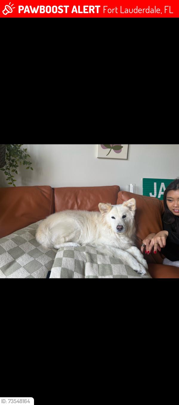Lost Female Dog last seen In residential area, Fort Lauderdale, FL 33315