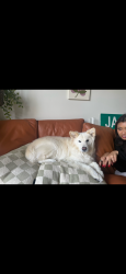 Lost Female Dog last seen In residential area, Fort Lauderdale, FL 33315