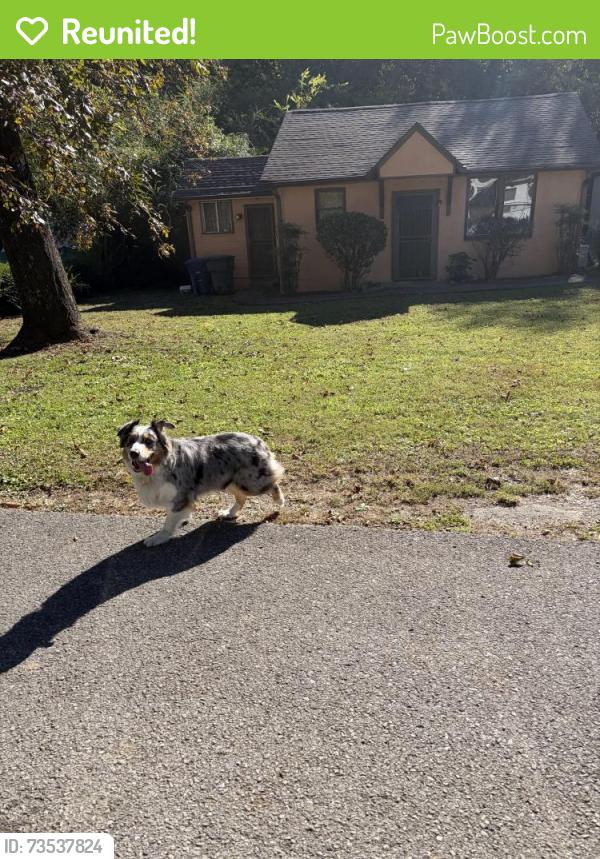 Reunited Female Dog last seen By the Dollar General, Chattanooga, TN 37401
