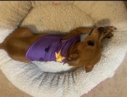 Reunited Female Dog last seen E Lake Mead Blvd & N Hollywood Blvd, Sunrise Manor, NV 89156, USA, Sunrise Manor, NV 89156