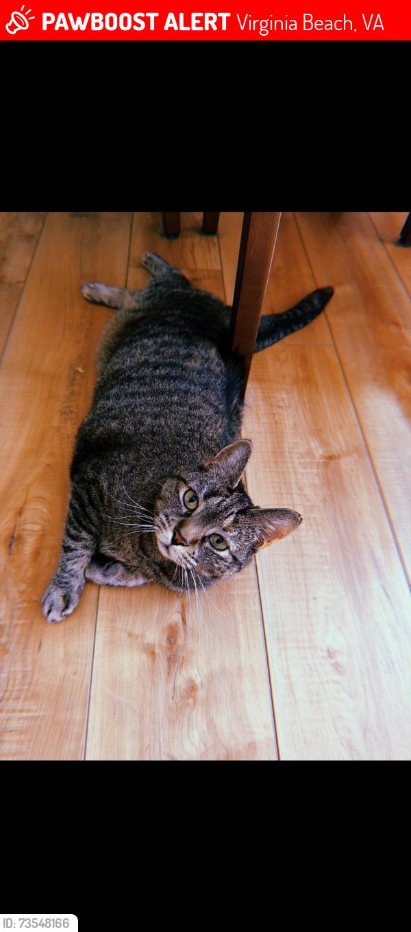 Lost Female Cat last seen Montrose Drive and Indian lakes Blvd, Virginia Beach, VA 23464