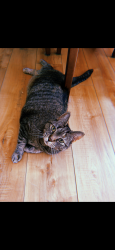 Lost Female Cat last seen Montrose Drive and Indian lakes Blvd, Virginia Beach, VA 23464