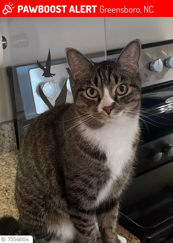 Lost Male Cat last seen Sainsbury Lane and Hanging Leaf, Greensboro, NC 27409