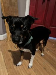Reunited Male Dog last seen Maleluca & Haverhill, Greenacres, FL 33463