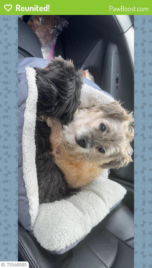 Reunited Male Dog last seen Oxbridge ct, St. Louis, MO 63146
