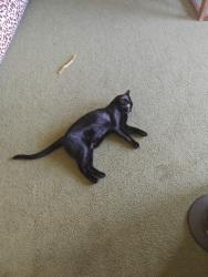 Reunited Male Cat last seen Near W 90th St, Westchester, CA 90045, USA, Los Angeles, CA 90045