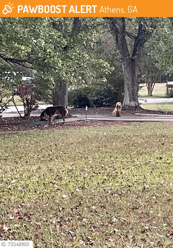 Found/Stray Unknown Dog last seen Peachtree Ln off of Old Jefferson Rd, Athens, GA 30607