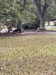 Found/Stray Unknown Dog last seen Peachtree Ln off of Old Jefferson Rd, Athens, GA 30607