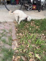Found/Stray Male Dog last seen Vine St and Sycamore, Anaheim, CA 92805