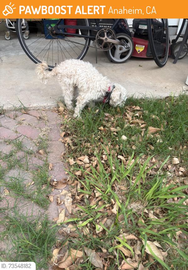 Found/Stray Male Dog last seen Vine St and Sycamore, Anaheim, CA 92805