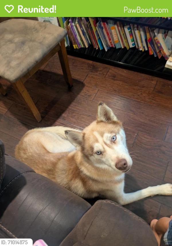 Reunited Male Dog last seen Decatur Ave, Fort Worth, TX 76106