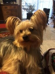 Lost Male Dog last seen 211/Aberdeen road, raeford nc, Raeford, NC 28376