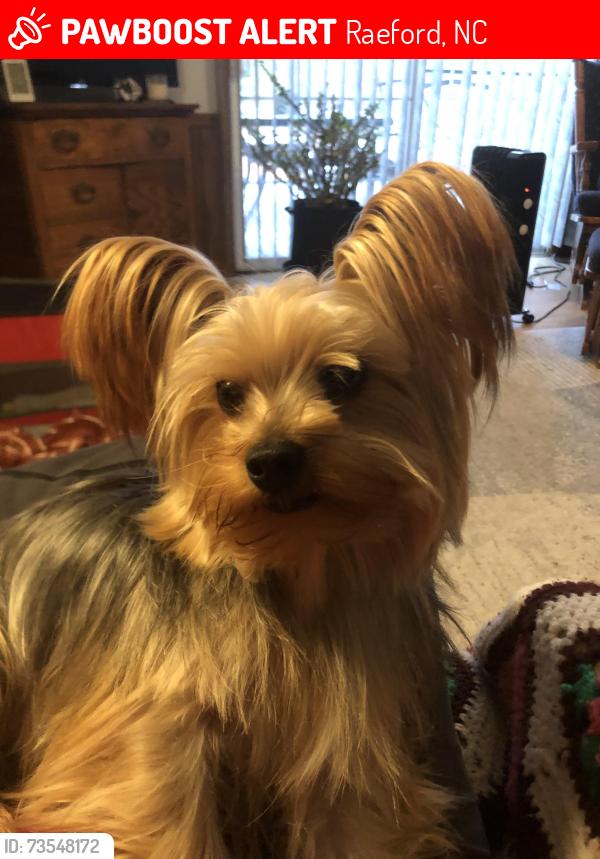 Lost Male Dog last seen 211/Aberdeen road, raeford nc, Raeford, NC 28376