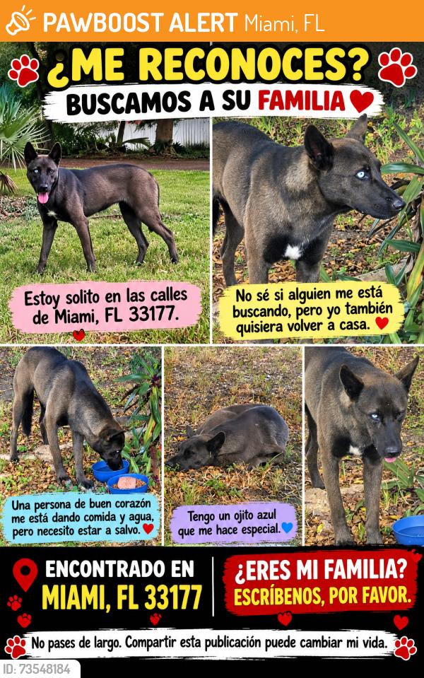 Found/Stray Male Dog last seen Near SW 200th St, Miami, FL 33177, Miami, FL 33177