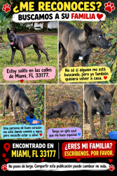 Found/Stray Male Dog last seen Near SW 200th St, Miami, FL 33177, Miami, FL 33177