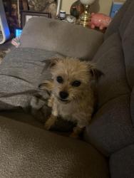 Reunited Female Dog last seen Near Canyon St, Richland, WA 99352, USA, Richland, WA 99352
