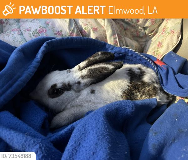 Found/Stray Unknown Rabbit last seen Mounes st and edwards ave, Elmwood, LA 70121