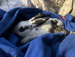 Found/Stray Unknown Rabbit last seen Mounes st and edwards ave, Elmwood, LA 70121
