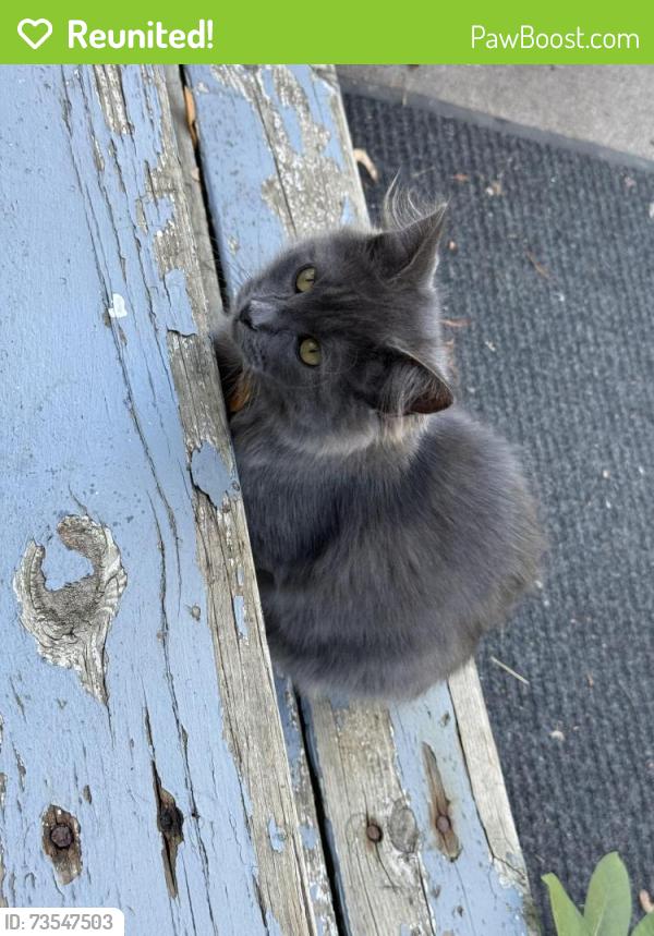 Reunited Female Cat last seen Annapolis and Haskell, West Saint Paul, MN 55118