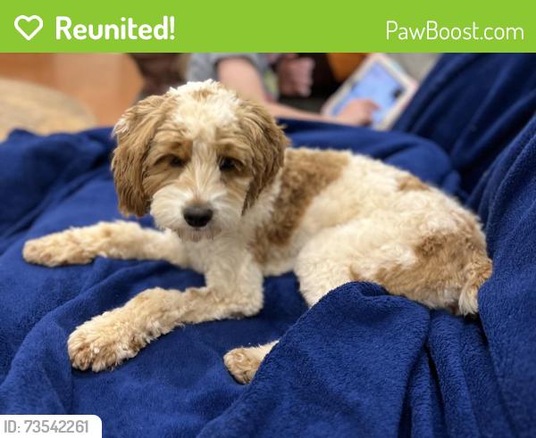 Reunited Female Dog last seen Shelton Road, Madison, AL 35758