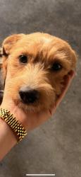 Reunited Male Dog last seen Near S Hollywood Blvd, Las Vegas, NV 89142, USA, Las Vegas, NV 89142