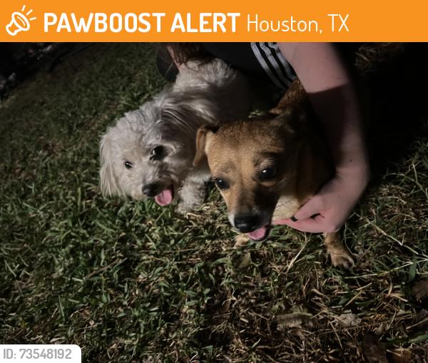 Found/Stray Female Dog last seen Kirkmeadow & Beamer, Houston, TX 77089