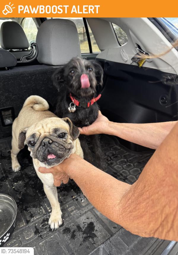 Found/Stray Female Dog last seen Ford and 19th. Sky Valley, Riverside County, CA 92241