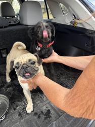 Found/Stray Female Dog last seen Ford and 19th. Sky Valley, Riverside County, CA 92241