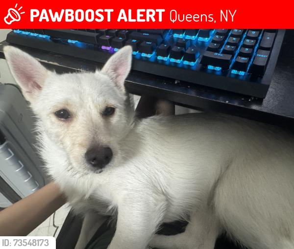 Lost Female Dog last seen Main St & 59th Ave, Queens, NY 11355