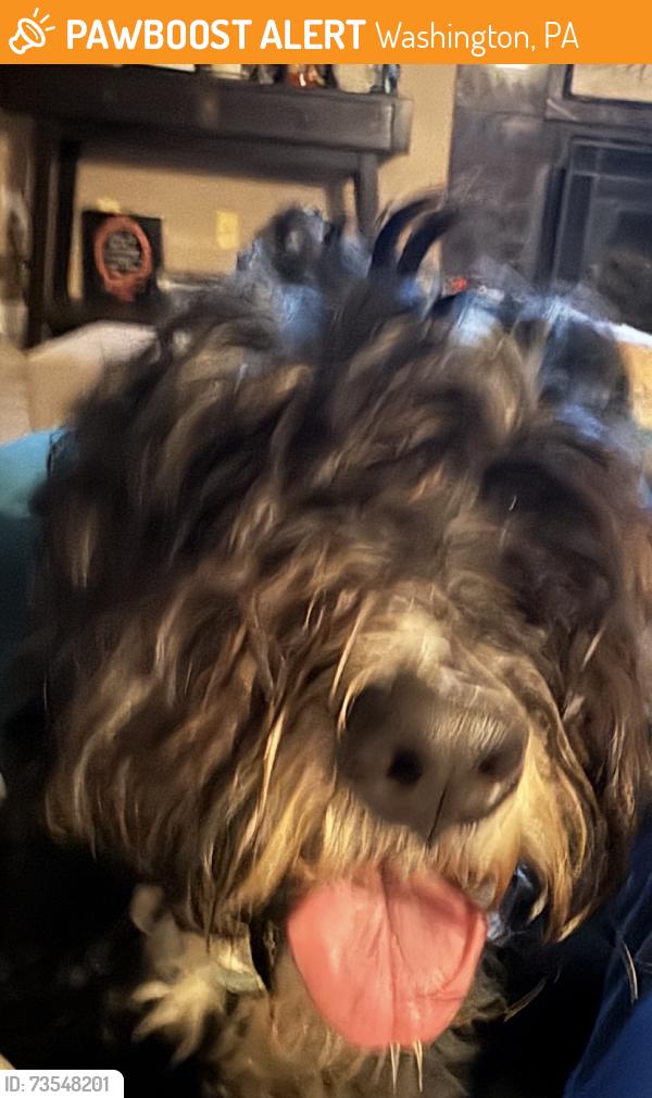 Found/Stray Female Dog last seen I 79, Washington, PA 15301