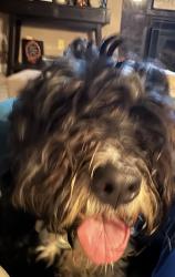 Found/Stray Female Dog last seen I 79, Washington, PA 15301