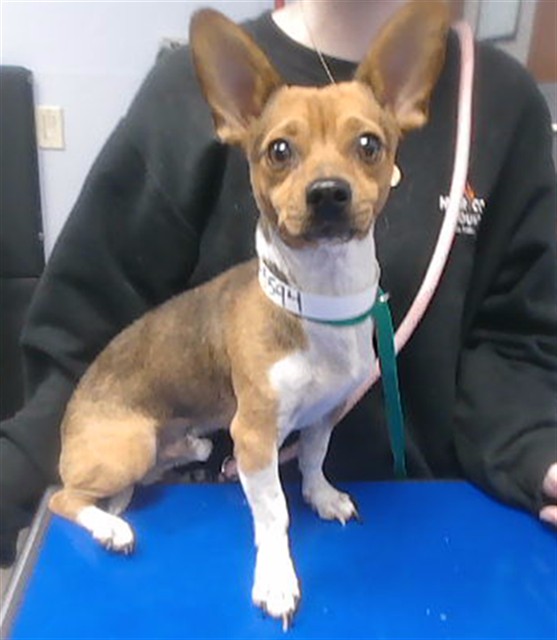 Shelter Stray Male Dog last seen MILKWEED LP AND 93RD DR, 2500 S 27th Ave, Phoenix, AZ 85009, USA