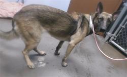 Shelter Stray Female Dog last seen 104TH DR AND MISSOURI AVE, 2500 S 27th Ave, Phoenix, AZ 85009, USA