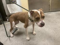 Shelter Stray Male Dog last seen Near BLOCK S 180TH ST, TUKWILA WA 98188, 21615 64th Ave S, Kent, WA 98032, USA