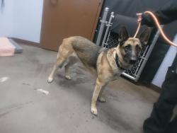 Shelter Stray Female Dog last seen 104TH DR AND MISSOURI AVE, 2500 S 27th Ave, Phoenix, AZ 85009, USA