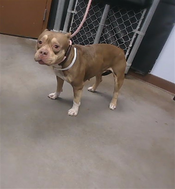 Shelter Stray Female Dog last seen SHEPHERDS TRL AND MC 85, 2500 S 27th Ave, Phoenix, AZ 85009, USA