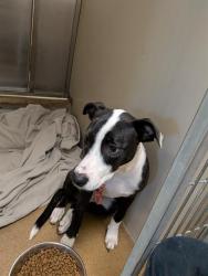 Shelter Stray Female Dog last seen C BAR C PARK/OAK AV, 95610, 3839 Bradshaw Rd, Sacramento, CA 95827, USA