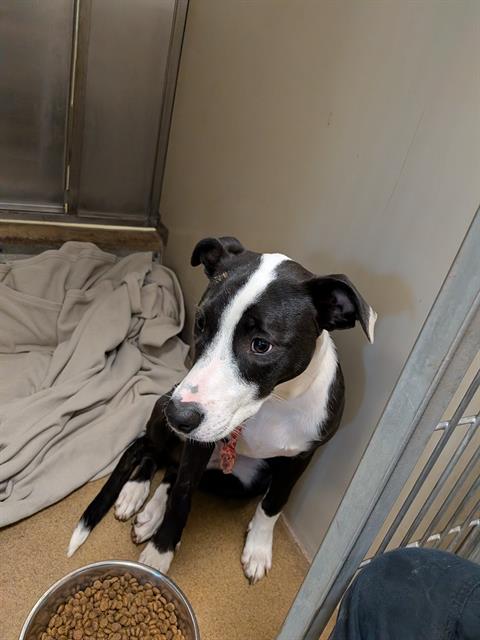 Shelter Stray Female Dog last seen C BAR C PARK/OAK AV, 95610, 3839 Bradshaw Rd, Sacramento, CA 95827, USA